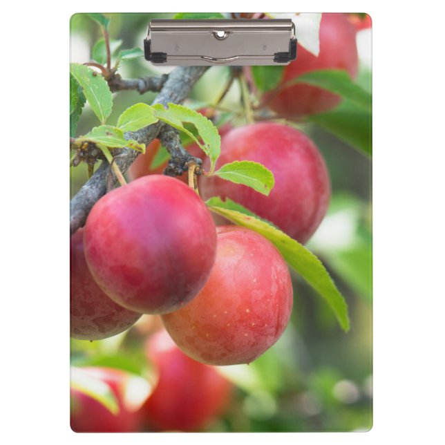 Cherry plum klemmbrett (Vorderseite)