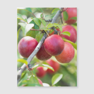 Cherry plum magnetkarte