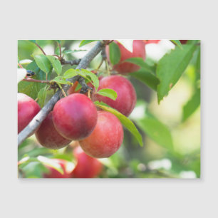 Cherry plum magnetkarte