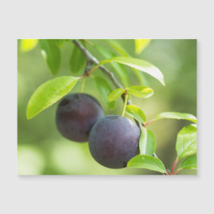 Cherry plum magnetkarte