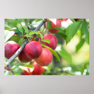 Cherry plum poster