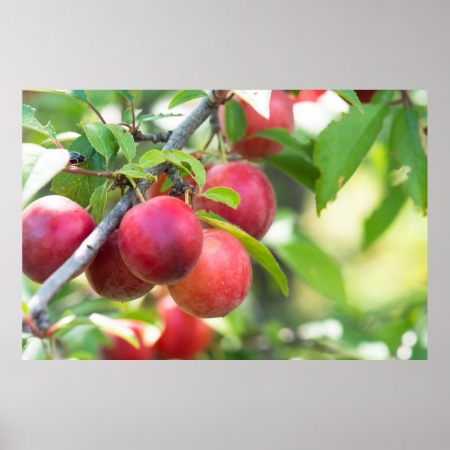 Cherry plum poster (Vorne)