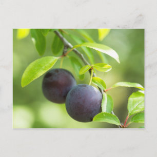 Cherry plum postkarte