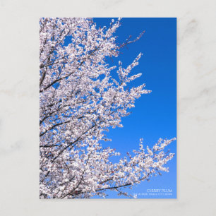 Cherry Plum:Postkarte Postkarte