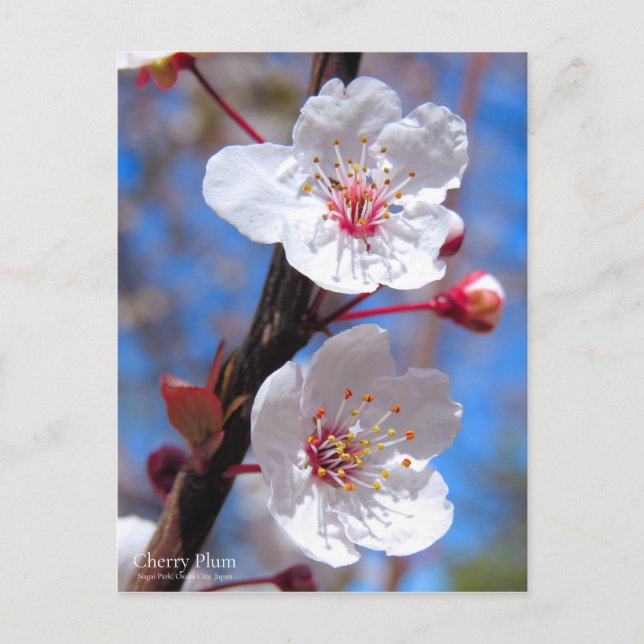 Cherry Plum [Postkarte] Postkarte (Vorderseite)