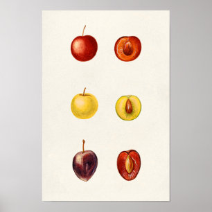 Cherry Plum (Prunus Cerasifera var. Divaricata) Poster