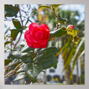 Cherry Red Camellia Blume und Bud Poster