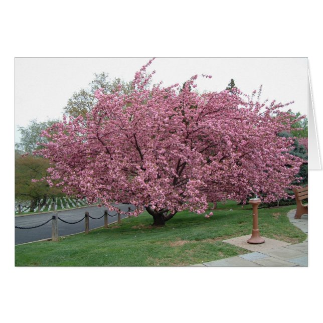 Cherry Tree (Vorderseite (Horizontal))
