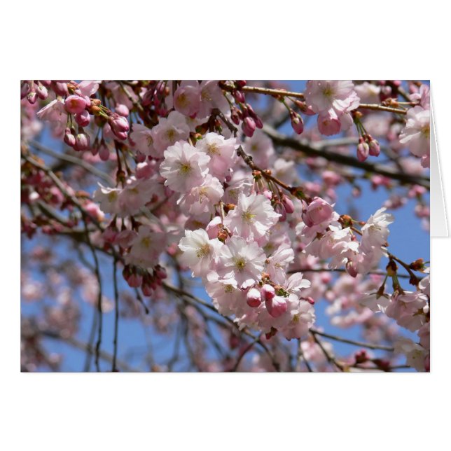 Cherry Tree (Vorderseite (Horizontal))
