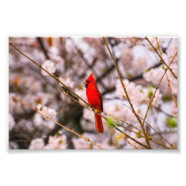 Cherry Tree Bird Fotodruck