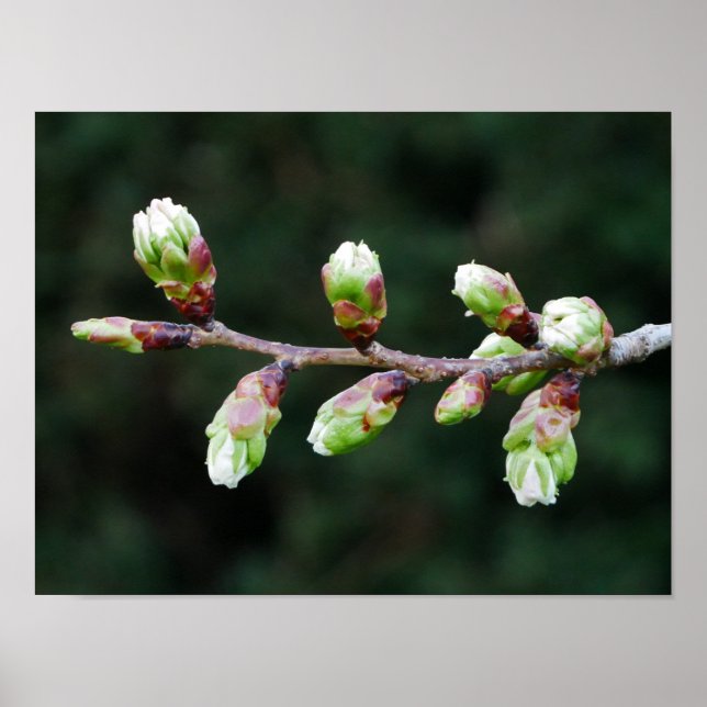 Cherry Tree Buds Poster (Vorne)