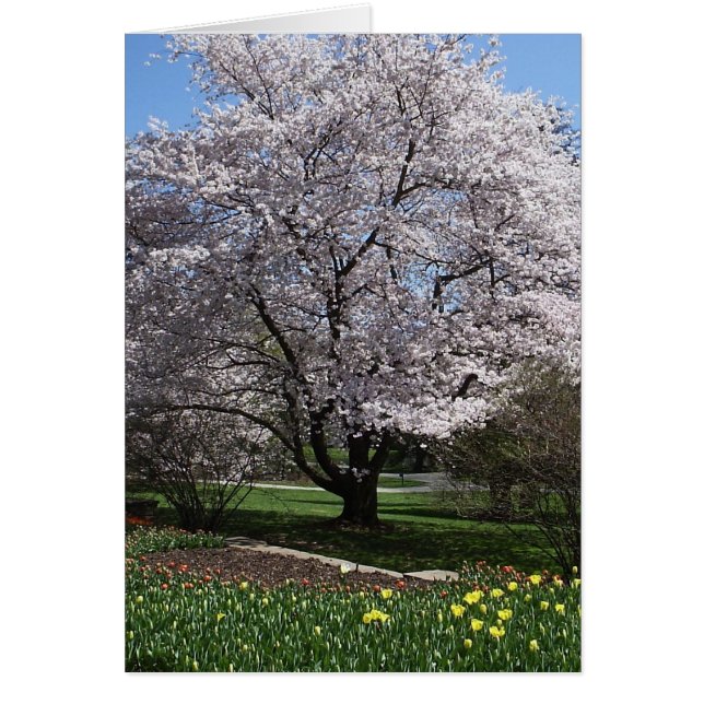 Cherry Tree Card (Vorne)