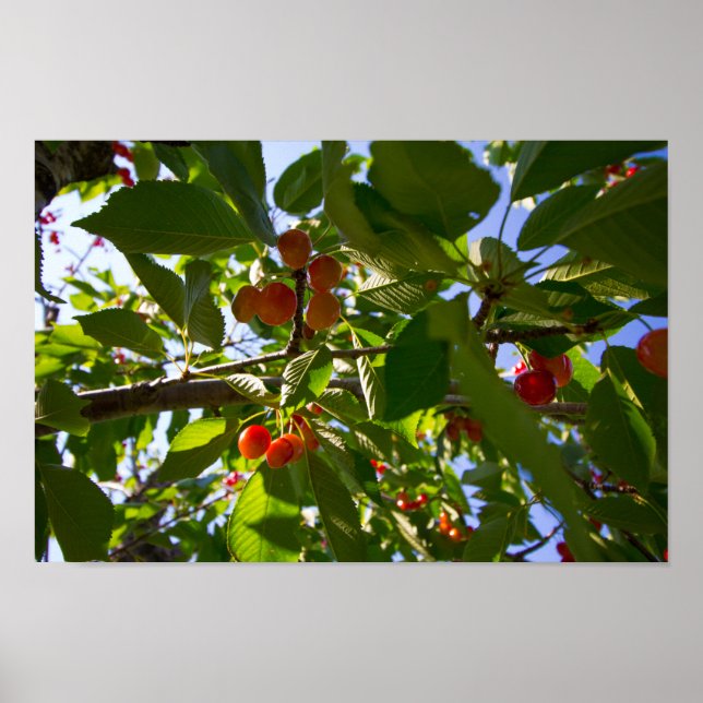 Cherry Tree, Michigan Poster (Vorne)