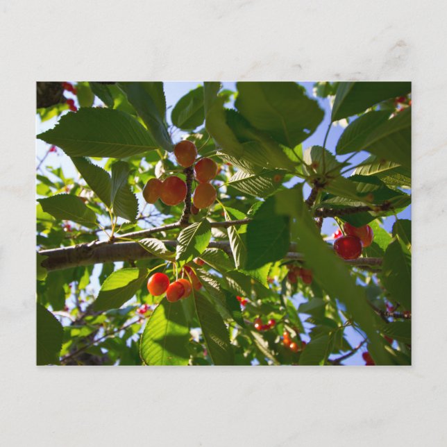 Cherry Tree, Michigan Postkarte (Vorderseite)