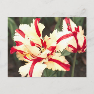 Cherry Vanille! Postkarte