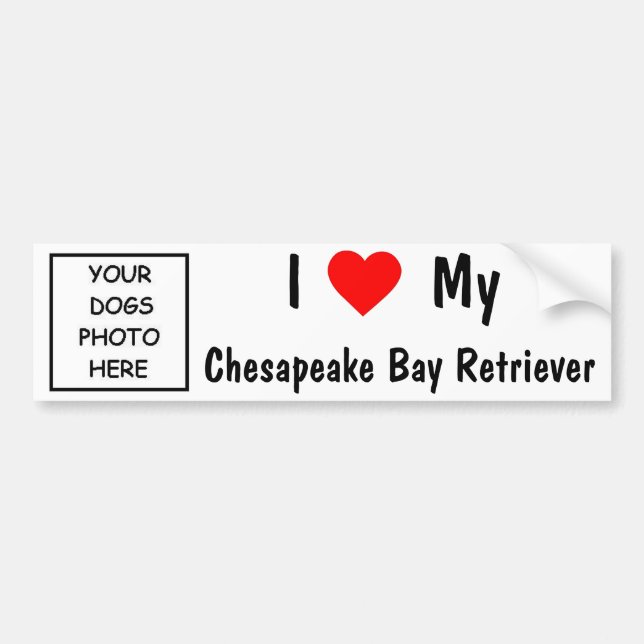 Chesapeake Bay-Retriever Autoaufkleber (Vorne)