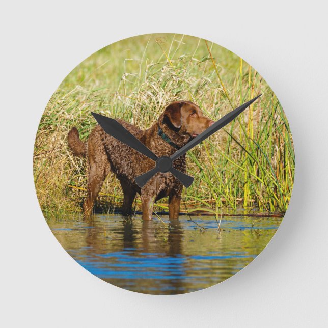 Chesapeake Bay Retriever Hunting Dog Wall Clock Runde Wanduhr (Vorderseite)