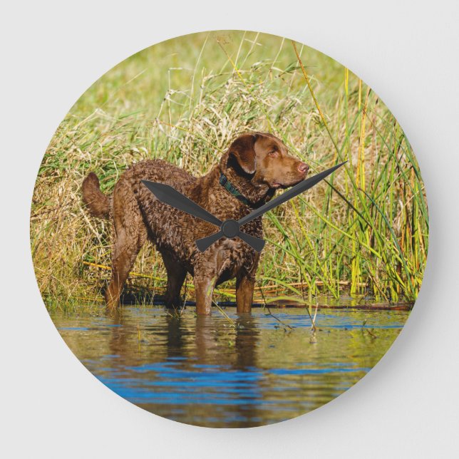Chesapeake Bay Retriever Hunting Dog Wall Clock Runde Wanduhr (Vorderseite)