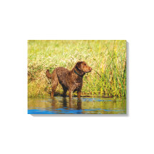 Chesapeake Bay Retriever Jagd Hund Leinwand Wrap