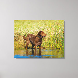 Chesapeake Bay Retriever Jagd Hund Leinwand Wrap