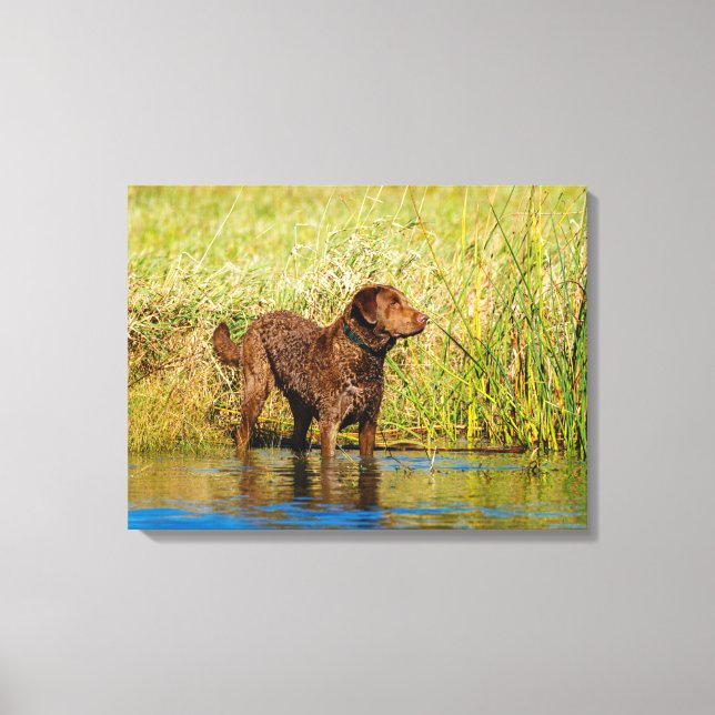 Chesapeake Bay Retriever Jagd Hund Leinwand Wrap (Vorderseite)