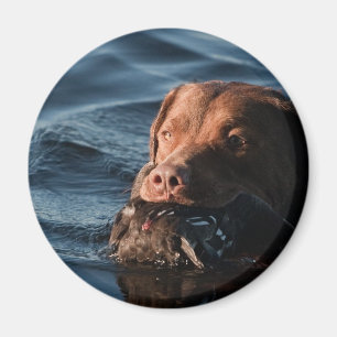 Chesapeake Bay-Retriever Magnet