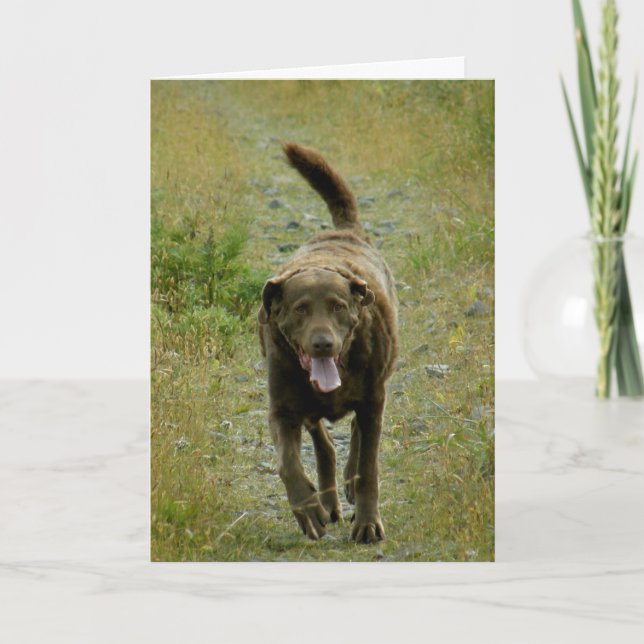 Chesapeake Bay-Retriever, niederländischer Hafen, Karte (Vorderseite)