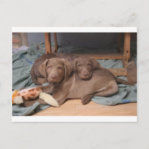 Chesapeake Bay Retrievers Postkarte