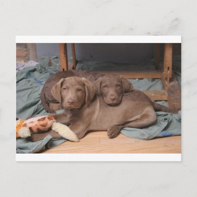 Chesapeake Bay Retrievers Postkarte (Vorderseite)