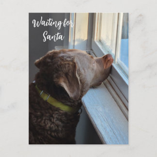 Chesapeake Retriever Weihnachtsmann-Foto-Postkarte Feiertagspostkarte