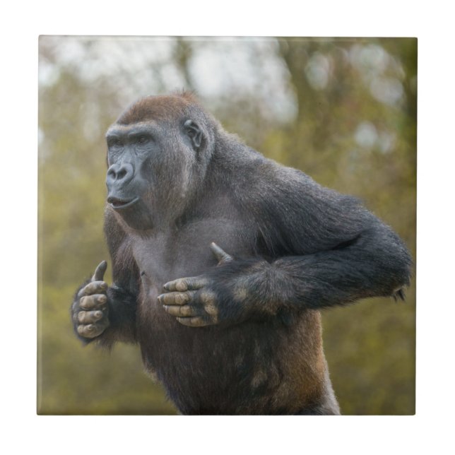 Chest Beating Gorilla Fliese (Vorderseite)