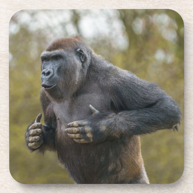 Chest Beating Gorilla Getränkeuntersetzer (Vorderseite)