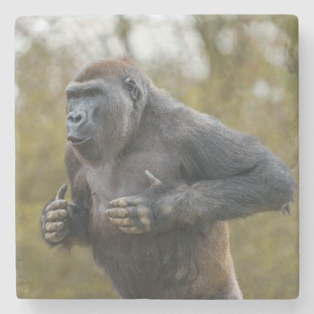 Chest Beating Gorilla Steinuntersetzer (Vorderseite)