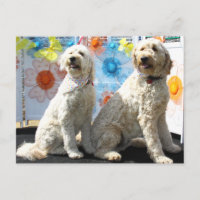 Chester und Lilly - Golden Doodle -7