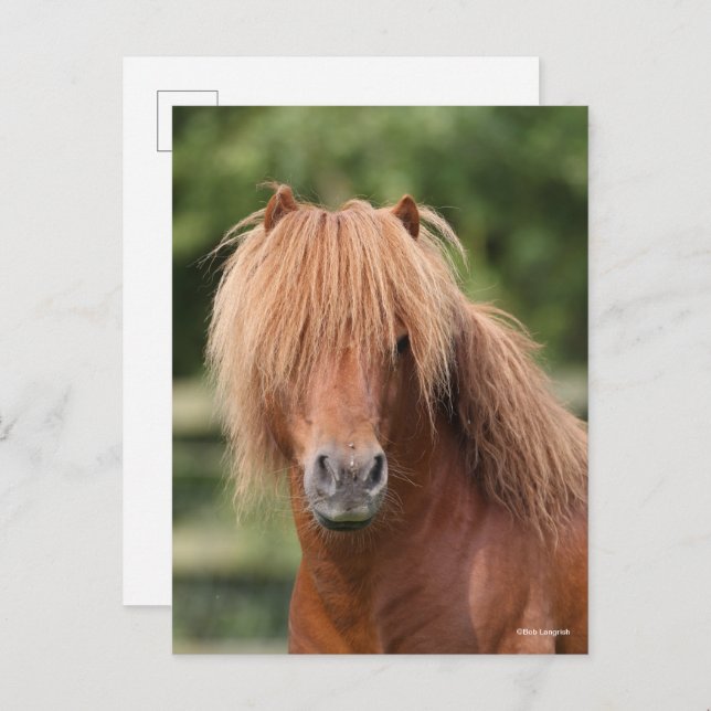 Chestnut Shetland Pony Stallion headshot Postkarte (Vorne/Hinten)