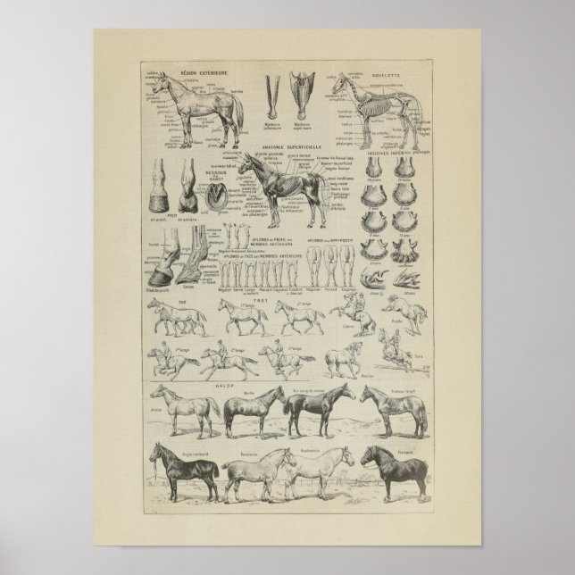 Cheval Anatomie Aplombs Squelette Horse Anatomie Poster (Vorne)