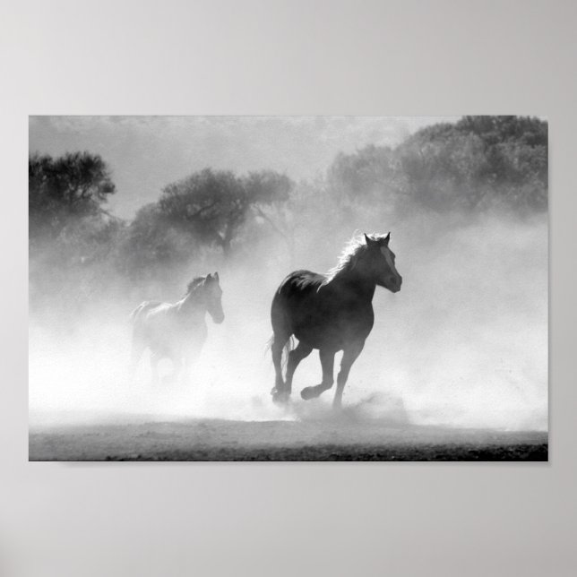 Chevaux noir et blanc poster (Vorne)