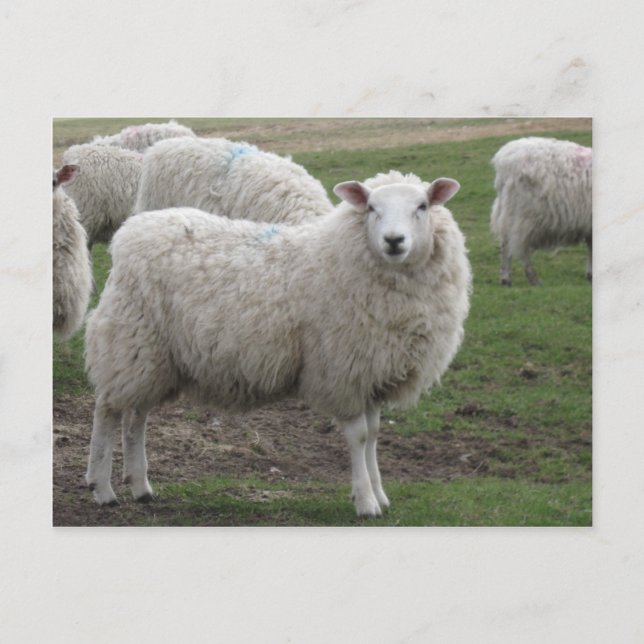 Cheviot Schafe Postkarte (Vorderseite)