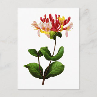 Chevrefeuille durch Joseph Pierre Redoute Postkarte