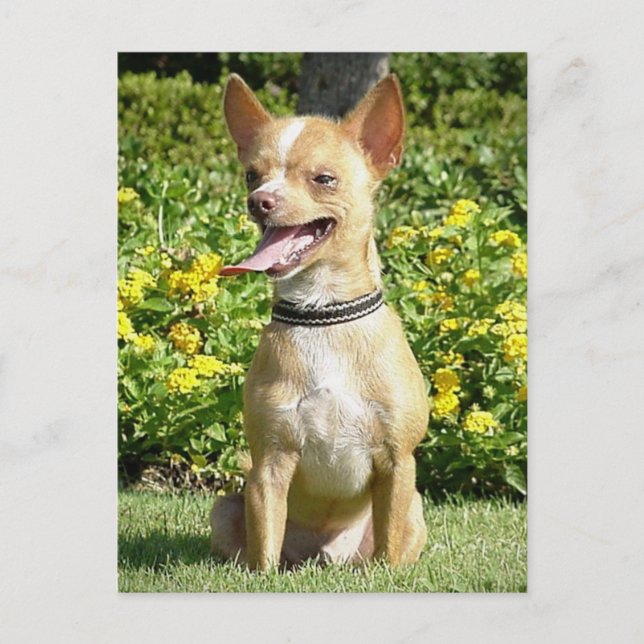 Chi Chi Postcard Postkarte (Vorderseite)