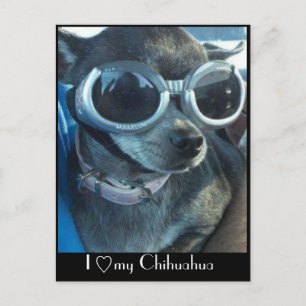 Chi Dog Postcard Postkarte