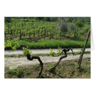 Chianti Weinberg in der Toskana Weinregion Italien