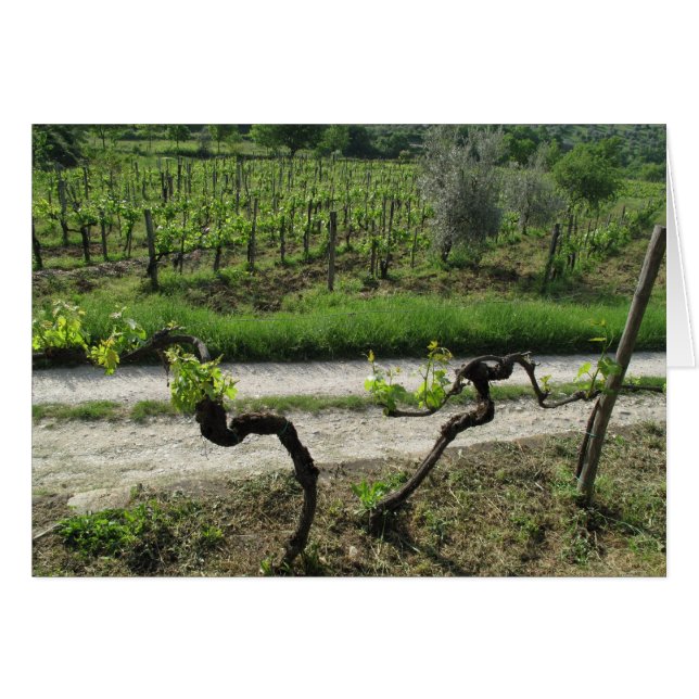 Chianti Weinberg in der Toskana Weinregion Italien (Vorderseite (Horizontal))