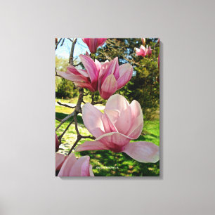 Chic Pink Magnolia Blumengestreichte Canvas Print Leinwanddruck