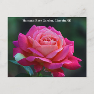 Chicago Peace Rose Postcard HRG 500n 2014 Postkarte