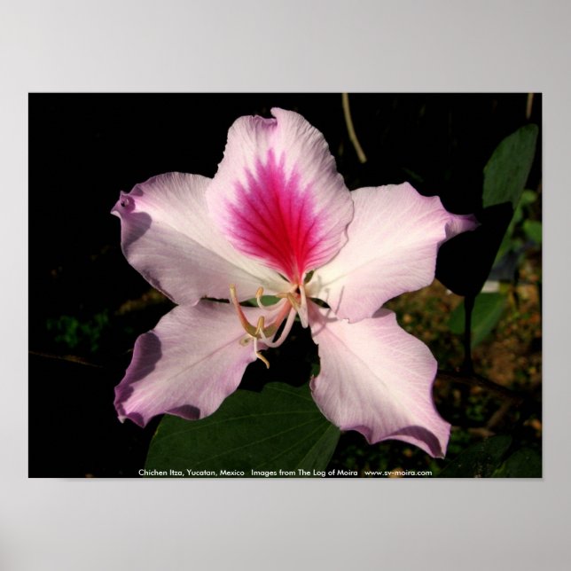 Chichen Itza, Yucatan, Mexiko Poster (Vorne)