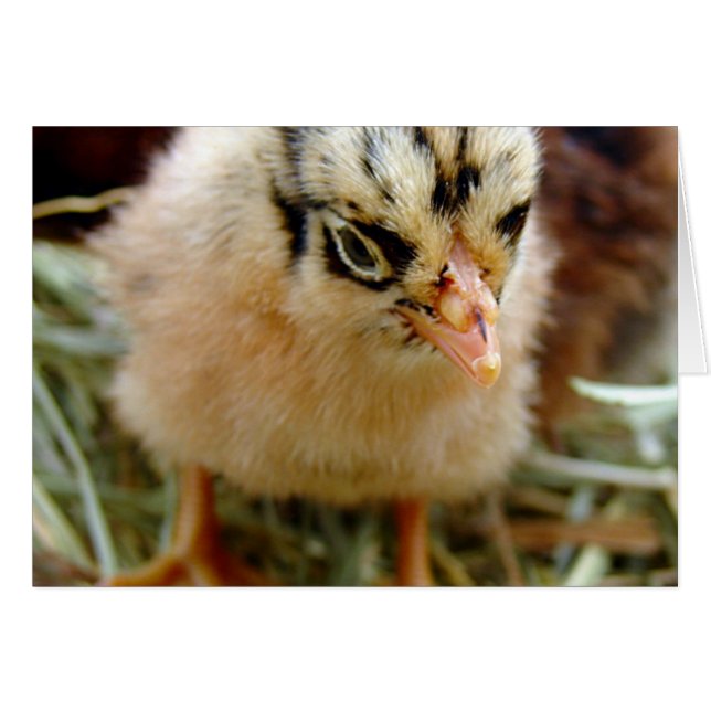 Chick (Vorderseite (Horizontal))