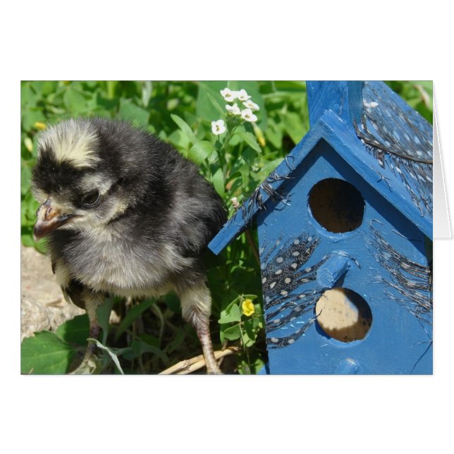 Chick and Mixed Media Birdhouse (Vorderseite (Horizontal))