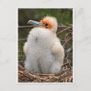 Chick galapagos postkarte