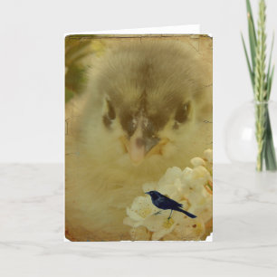 Chick Karte
